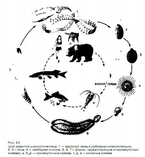 Цикл развития широкоголентеца