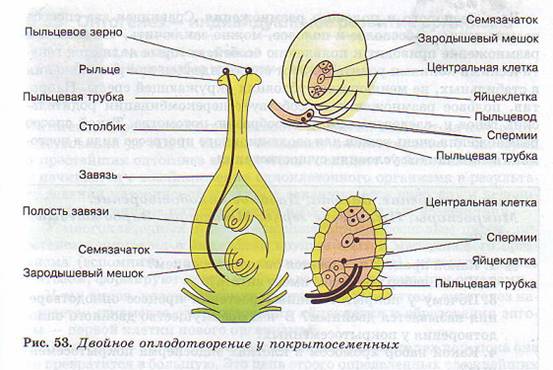 Двойное оплодотворение