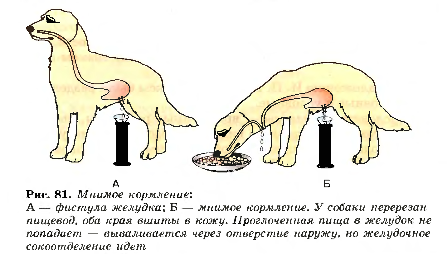 Мнимое кормление