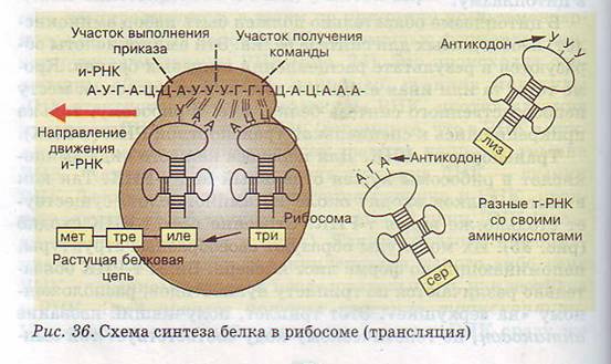 Синтез белка