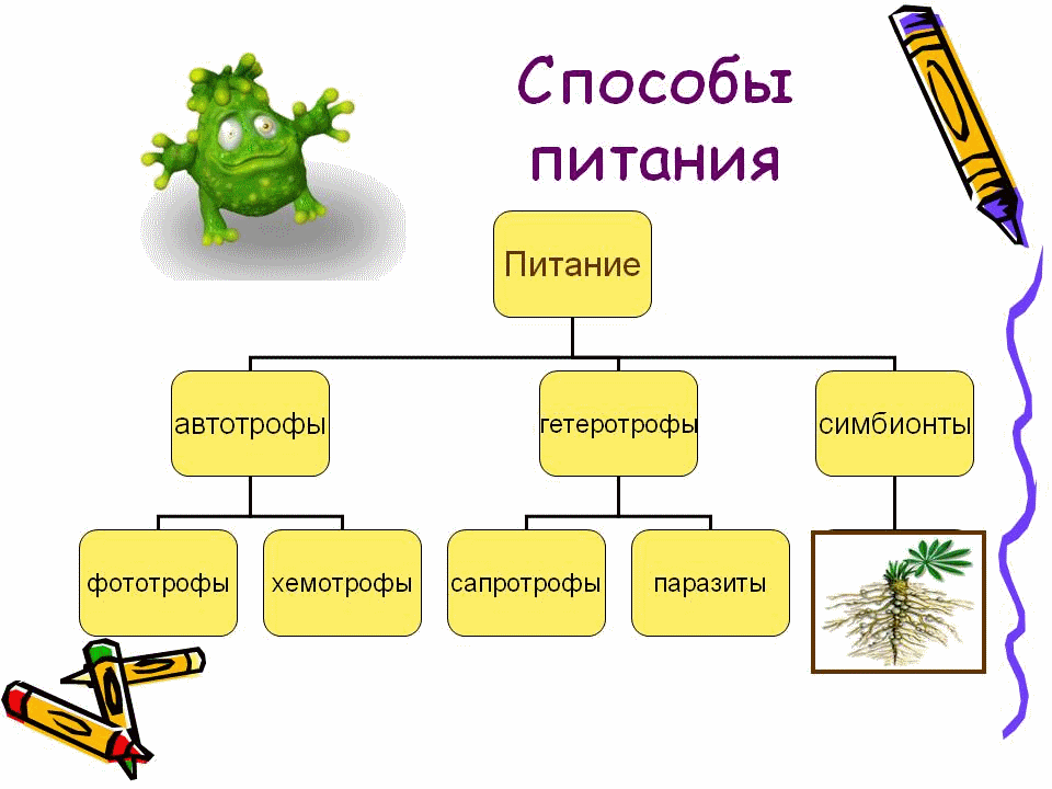 способ питания клетки