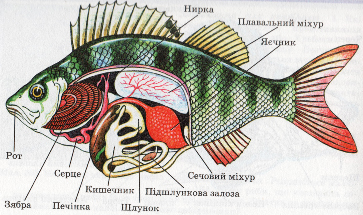 Внутрішня будова риб