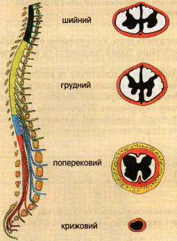 Відділи спинного мозку