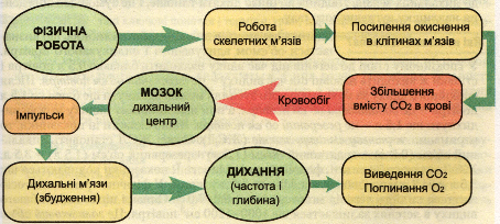 Мал.2. Нервова регуляція дихальних рухів