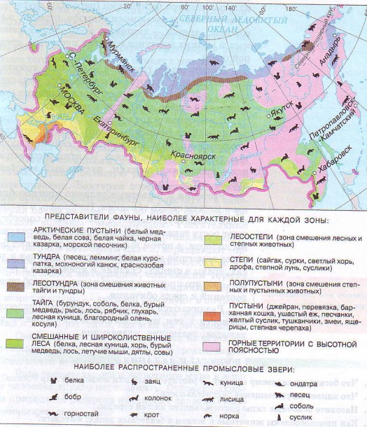 Типичные представители животного мира России