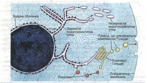 Bio10 17 6.jpg