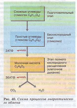 Этапы энергетического обмена