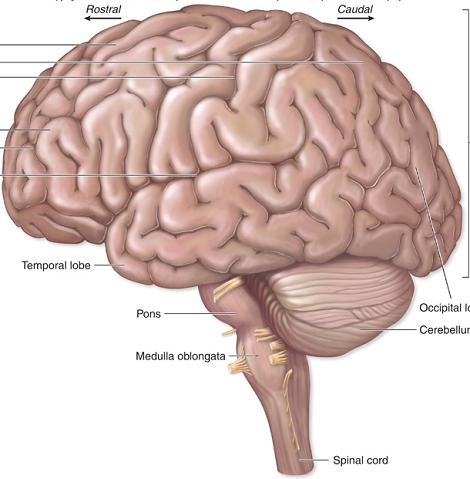 310-biol9-tema77-prez1.jpg