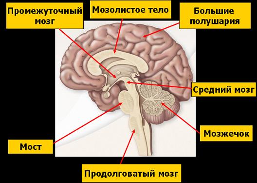 311-biol9-tema77-prez1.jpg