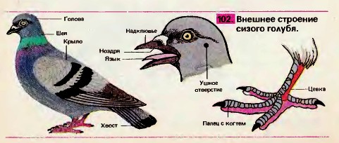 Внешнее строение сизого голубя.