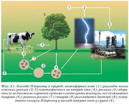 Колообіг Нітрогену в природі