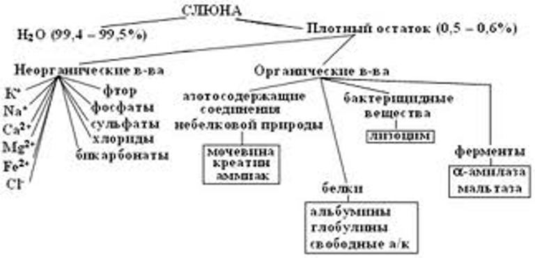 пищеварение в ротовой полости.фото