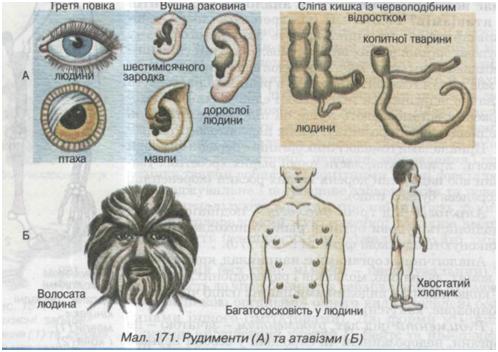 Рудименти  та атавізми