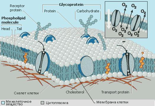 Bio10 15 1.jpg