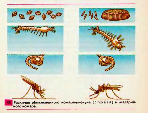 Комары