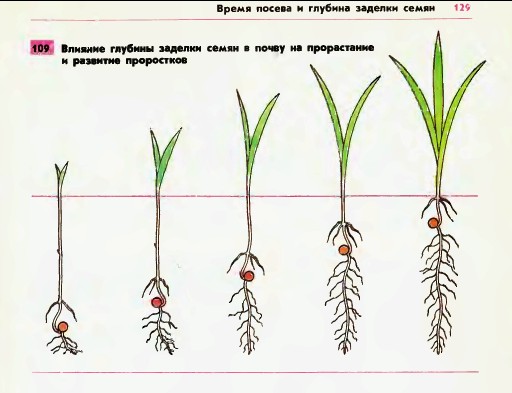 Глубина заделки семян