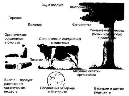 круговорот углерода в природе