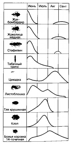 виды насекомых, встречающихся на картофельном поле, и их численность