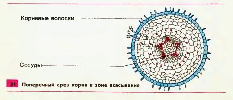 Поперечный срез корня