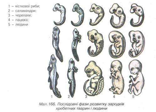 Послідовний розвиток зародків