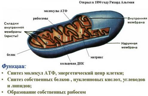 Функції мітохондрій в клітині