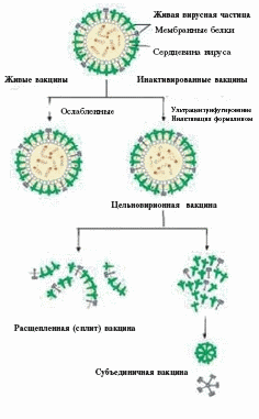 Вакцина