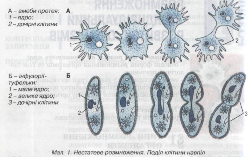 Нестатеве розмноження