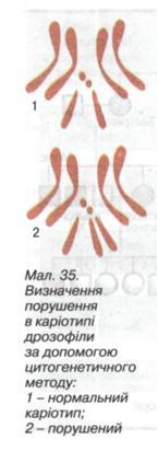 Цитогенетичний метод