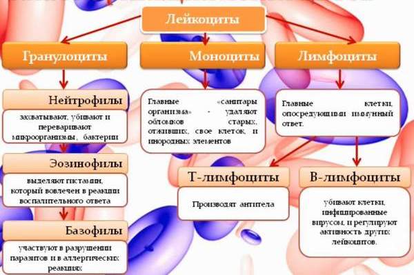 Разновидности лейкоцитов