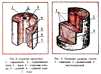 строение древесины