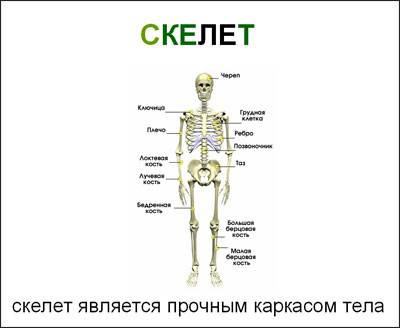 Скелет людини