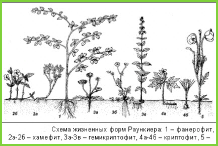 Життієві форми Раункієра