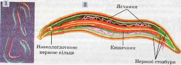 Будова нематод