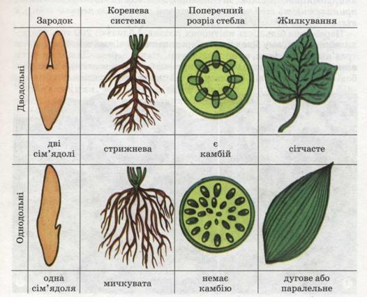 Порівняльна будова дводольних і однодольних рослин. фото