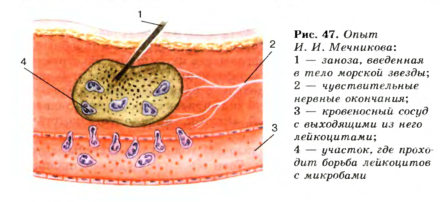 Опыт И.И. Мечникова