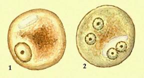 Дизентирійна амеба (Entamoeba histolycia)