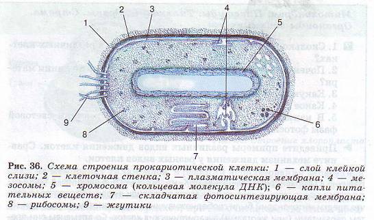 Строение прокариотических клеток