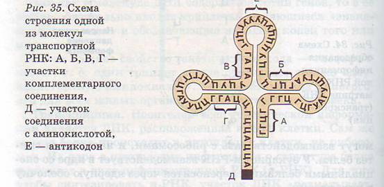 Строение молекулы