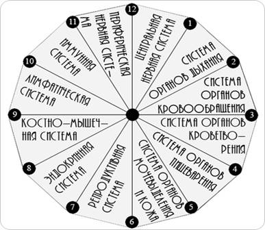 Система органів і їх функції