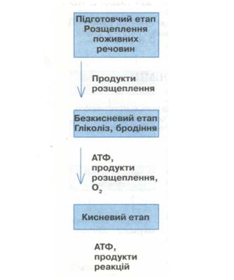 Схема енергетичного обміну