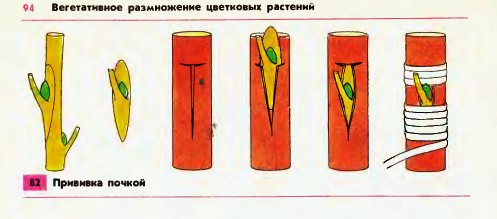 Прививка почкой