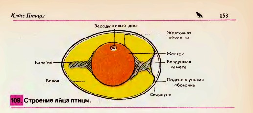 Строение яйца птицы