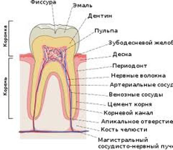 пищеварение в ротовой полости.фото