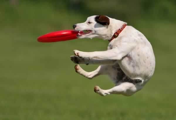 Frisbee