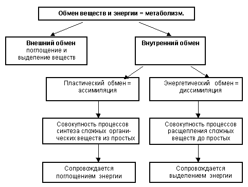 Метаболізм і його класифікація