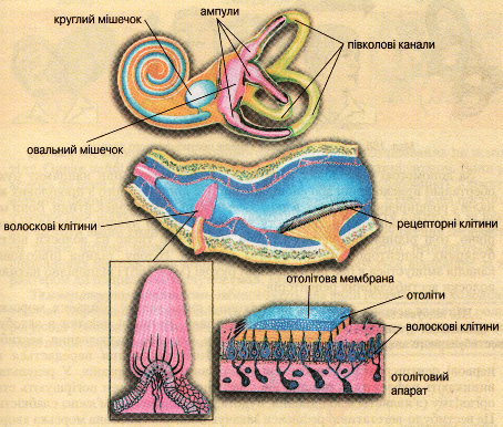 Схема будови вестибулярної сенсорної системи