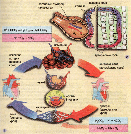 Схема газообміну (1). Взаємозв'язок легеневого і тканинного дихання (2)