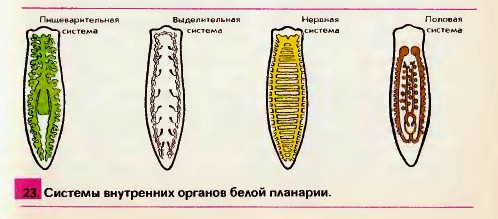 Внутренние органы белой планарии