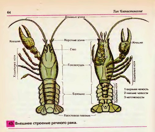 Речной рак