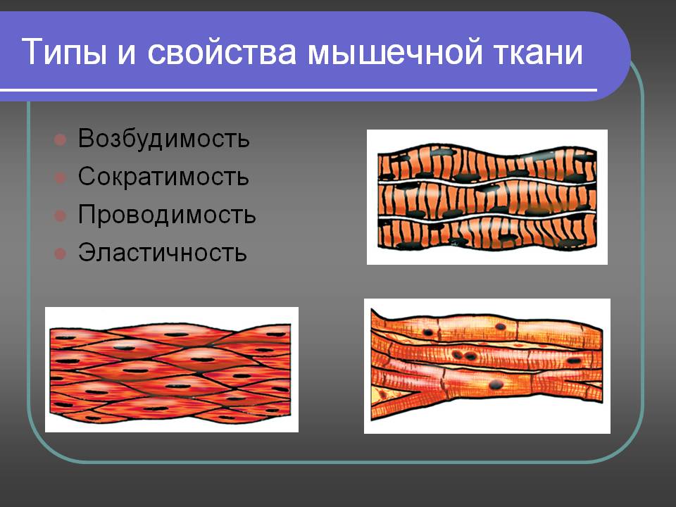 типы мышечной ткани